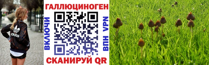 купить закладку  Волжский  Псилоцибиновые грибы Cubensis 